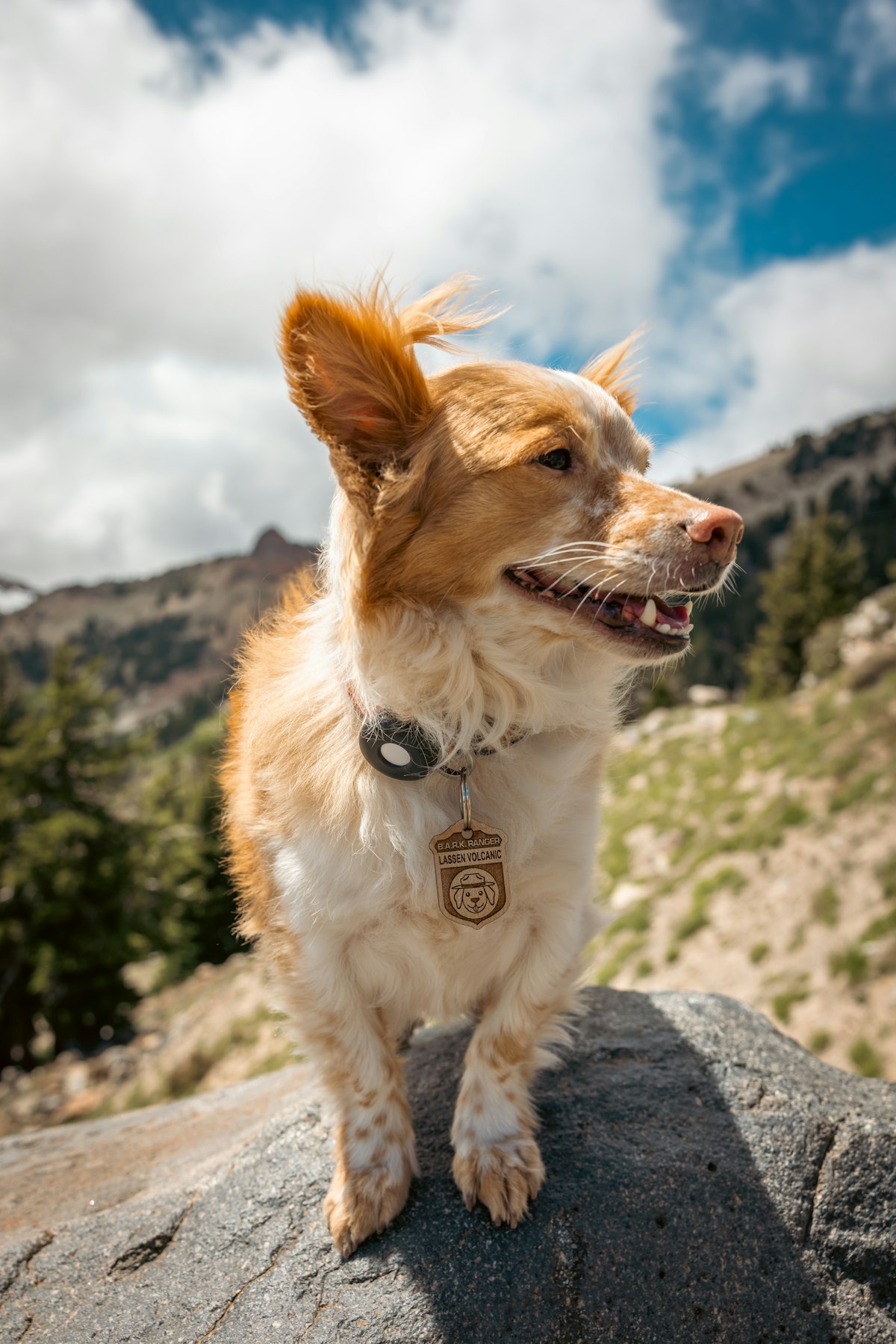 Dog wearing a collar