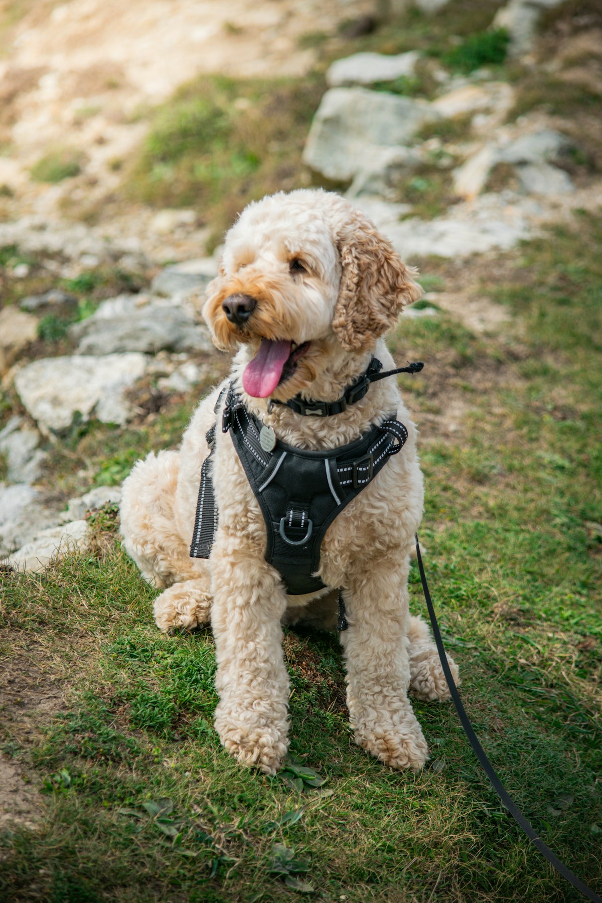 Dog wearing a harness outdoors
